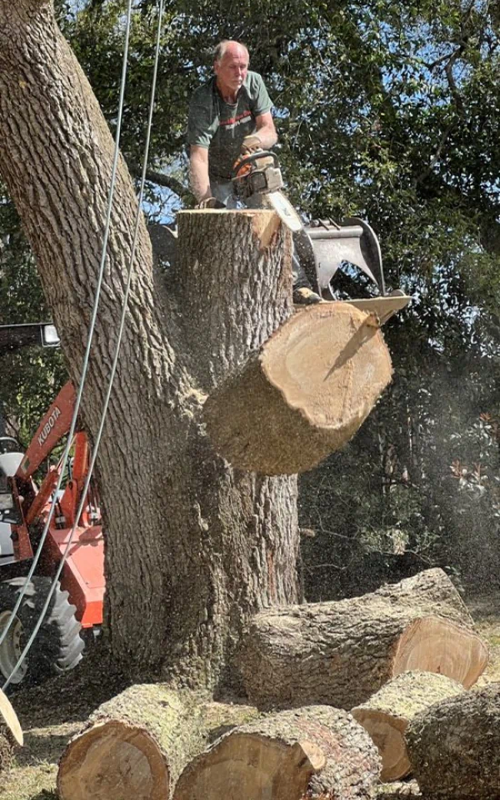 arborist-doing-tree-removal