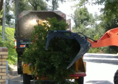 Tree Removal
