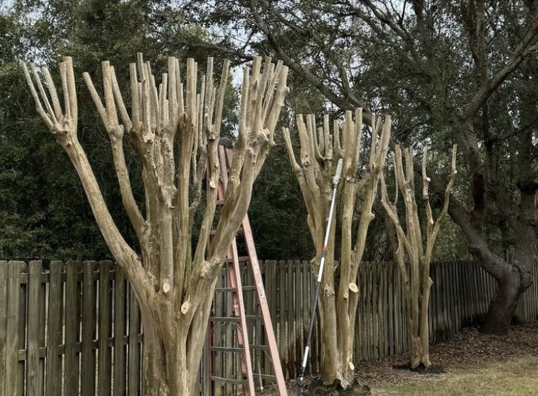 tree-trimming-and-pruning